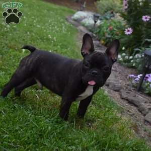 Palmar, French Bulldog Puppy